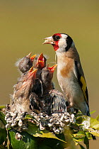 Goldfinch (Carduelis carduelis) regurgitating food for chicks, Sado Estuary. Portugal . April