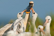 White spoonbill (Platalea leucorodia) chicks begging for food, Sado estuary, Portugal. May