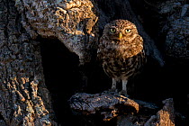 Little owl (Athene noctua) Sado Estuary, Portugal. May