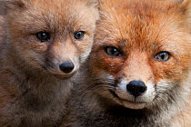 Red fox (Vulpes vulpes) and a newborn cub, Sado Estuary, Portugal. May