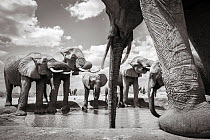 Black and white image of African elephant (Loxodonta africana) herd at waterhole, Tsavo Conservation Area, Kenya. Editorial use only.