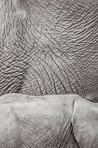Black and white image of African elephant (Loxodonta africana) close up of skin of adult and calf, Tsavo Conservation Area, Kenya. Editorial use only.