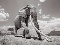 Black and white image of African elephant (Loxodonta africana) female with extremely long tusks, Tsavo Conservation Area, Kenya. Editorial use only.