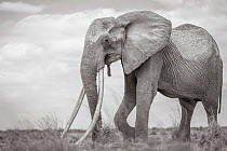 Black and white image of African elephant (Loxodonta africana) female with extremely long tusks, Tsavo Conservation Area, Kenya. Editorial use only.