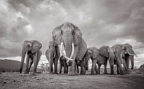 Black and white image of African elephant (Loxodonta africana) matriarch with herd, Tsavo Conservation Area, Kenya. Editorial use only.