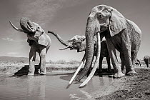 Black and white image of African elephant (Loxodonta africana) herd at water hole, female with extremely long tusks, Tsavo Conservation Area, Kenya. Editorial use only.