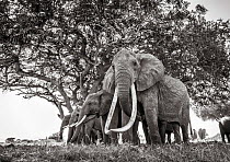 Black and white image of African elephant (Loxodonta africana) herd, females with extremely long tusks, Tsavo Conservation Area, Kenya. Editorial use only.