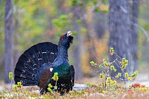 RF - Capercaillie (Tetrao urogallus) displaying in autumn. Rondane National Park, Norway. (This image may be licensed either as rights managed or royalty free.)