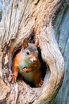 RF - Red Squirrel (Sciurus vulgaris) hiding in a tree trunk. Klaebu, Norway. (This image may be licensed either as rights managed or royalty free.)