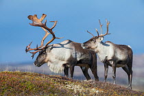RF - Wild reindeer (Rangifer tarandus) in the rutting season, Forolhogna National Park, Norway, September. (This image may be licensed either as rights managed or royalty free.)