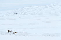 RF - Wild Reindeer (Rangifer tarandus) in snow-covered mountain landscape. Forolhogna National Park, Norway, January. (This image may be licensed either as rights managed or royalty free.)