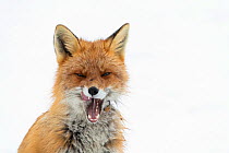 RF - Red fox (Vulpes vulpes) yawning. Vaulden, Norway, April. (This image may be licensed either as rights managed or royalty free.)