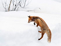 RF - Red fox (Vulpes vulpes) climbing on spring snow. Vaulden, Norway, April 2018. (This image may be licensed either as rights managed or royalty free.)