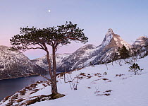 Snow-covered coastal mountain landscape with Scots pine (Pinus sylvestris) and Moon. Fjell, Norway, February.