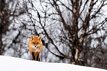 Red fox (Vulpes vulpes) in mountain birch forest. Vauldalen, Norway, April.
