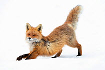 Red fox (Vulpes vulpes) stretching itself. Vauldalen, Norway, April.