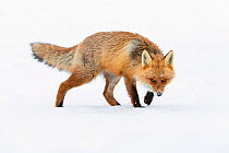 Red fox (Vulpes vulpes) walking on spring snow. Vauldalen, Norway, April.