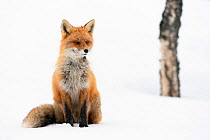 Red fox (Vulpes vulpes) on spring snow. Vauldalen, Norway, April.