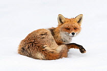 Red fox (Vulpes vulpes) resting. Vauldalen, Norway, April.