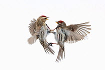 Common redpoll (Acanthis flammea) males fighting Vauldalen, Norway, April. .