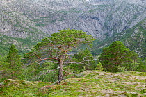 Mountain landscape with Scots pine (Pinus sylvestris) forest. Tjongsfjord, Norway, July.