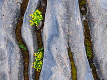 Yellow mountain saxifraga (Saxifraga aizoides) growing on marble. Lahko National Park, Fjell, Norway, July.