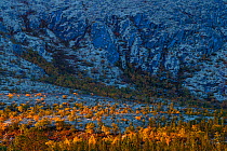Yellow-coloured Mountain birch (Betula pubescens) trees lit by early morning light.Grimsdalen, Fjell, Norway.