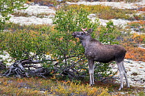 Moose (Alces alces) male in Mountain birch (Betula pubescens) forest in autumn. Fjell, Norway. September.