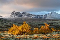 Yellow-coloured Mountain birch (Betula pubescens) forest with snow-covered mountain tops in the background. Rondane National Park, Norway. September.