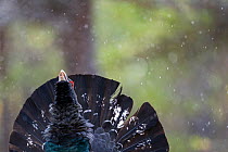Capercaillie (Tetrao urogallus) displaying at lek in autumn. Norway.