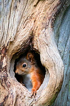 Red squirrel (Sciurus vulgaris) hiding in a tree trunk, Klaebu, Norway, September.
