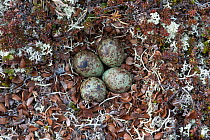 Dunlin (Calidris alpina) nest with eggs, Forollhogna, Norway, June.