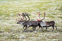 Wild reindeer (Rangifer tarandus) shedding the velvet covering their antlers. Forollhogna, Norway, August.
