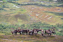 Herd of Wild reindeer (Rangifer tarandus) Forollhogna National Park, Norway, August.