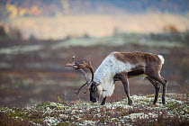 Wild reindeer (Rangifer tarandus) in the rutting season with antlers which has shed its velvet, Forollhogna, Norway. September