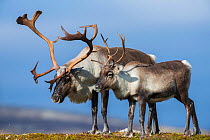 Wild reindeer (Rangifer tarandus) in the rutting season. Antlers are fully developed and are not covered by velvet any more. Forollhogna, Norway. September.