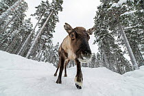 Semi-domesticated reindeer (Rangifer tarandus) walking on snow-covered road in pine forest. Lapland, Sweden. February.
