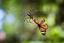 RF - Golden orb-web spider (Nephila pilipes) spider snipping Common tiger butterfly (Danaus genutia) out of web. The butterfly contains toxins that make it distasteful to the spider releases it from w...