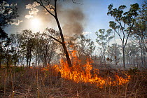 RF - Bush fire caused by lightning strike, Western Australia, December 2013. (This image may be licensed either as rights managed or royalty free.)