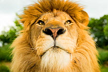 RF - Lion (Panthera leo) portrait, looking proud, Captive (This image may be licensed either as rights managed or royalty free.)