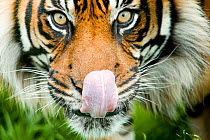 RF - Sumatran tiger (Panthera tigris sumatrae) close up portrait, captive. staring at camera, licking nose, captive. (This image may be licensed either as rights managed or royalty free.)