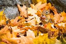 RF - Eastern chipmunk (Tamias striatus) among autumn leaves on an old stone wall, New England, USA (This image may be licensed either as rights managed or royalty free.)