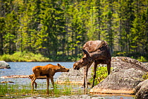 RF - Female Moose (Alces alces) and calf, Baxter state park, Maine, USA (This image may be licensed either as rights managed or royalty free.)