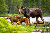RF - Female Moose (Alces alces) and calves, Baxter state park, Maine, USA (This image may be licensed either as rights managed or royalty free.)