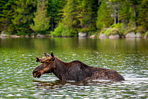 RF - Male Moose (Alces alces), Baxter state park, Maine, USA (This image may be licensed either as rights managed or royalty free.)