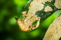 RF - Lace-capped caterpillar (Oligocentria lignicolor) on oak leaf (This image may be licensed either as rights managed or royalty free.)