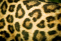 Amur leopard (Panthera pardus orientalis) close up of fur pattern, captive