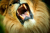 Lion (Panthera leo) close up of teeth while its snarling, captive.