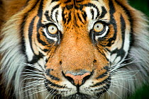Sumatran tiger (Panthera tigris sumatrae) close up portrait, captive.