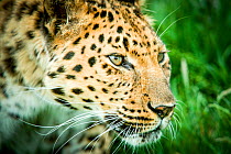 Amur leopard (Panthera pardus orientalis) portrait, Captive